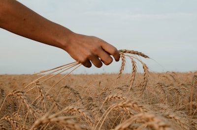 harvest — урожай