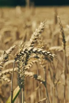 oat — Овсянка