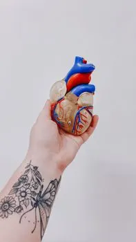 Herz — сердце