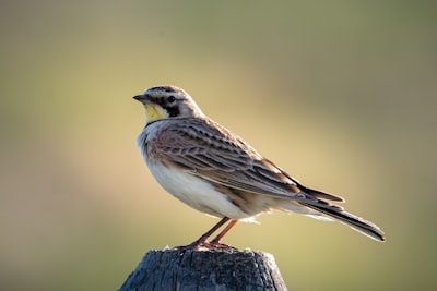 Lark — жаворонок