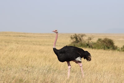 Ostrich — страус