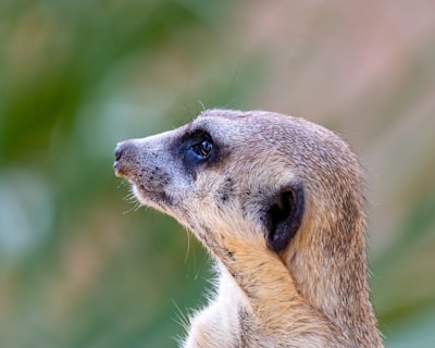 vigilante — охранник