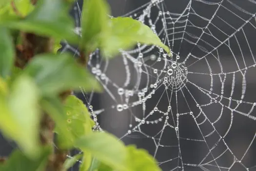 Sparkling web — Сверкающая паутина