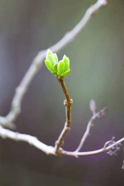 Bud — бутон