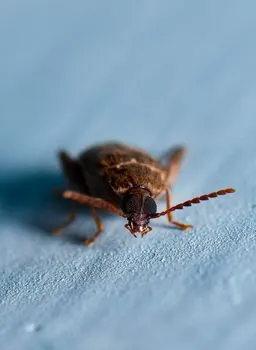 Insectile — насекомоподобный