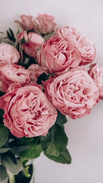 Blossoms — цветы