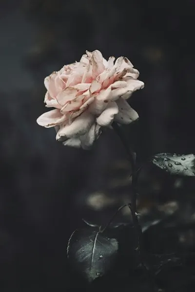 Start to rot — Начинает гнить