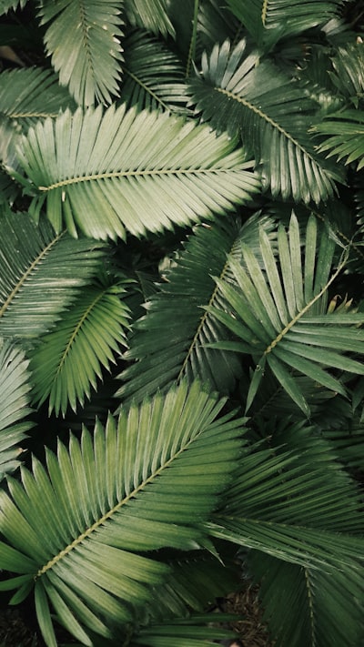 palm — ладонь