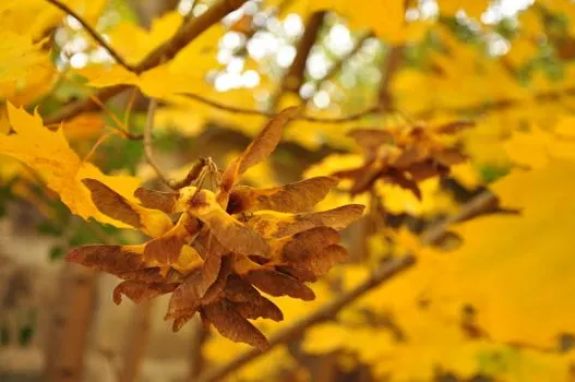 Maples — Клены