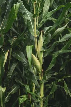 Cornfields — Кукурузные поля