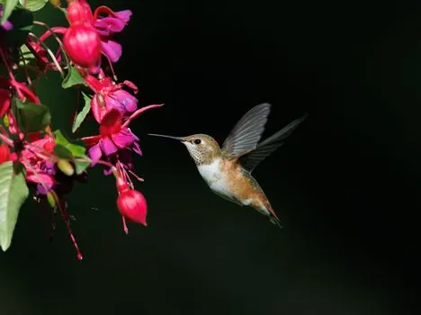 Hummingbirds — Колибри