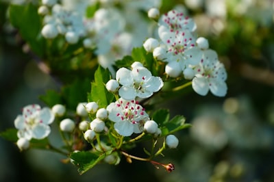 Hawthorn — боярышник