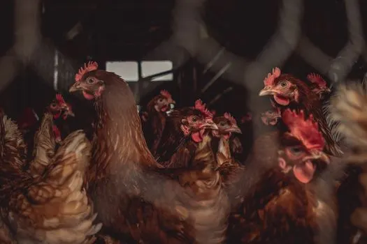 Guinea hens — птица