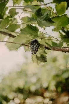 grožđe — виноград