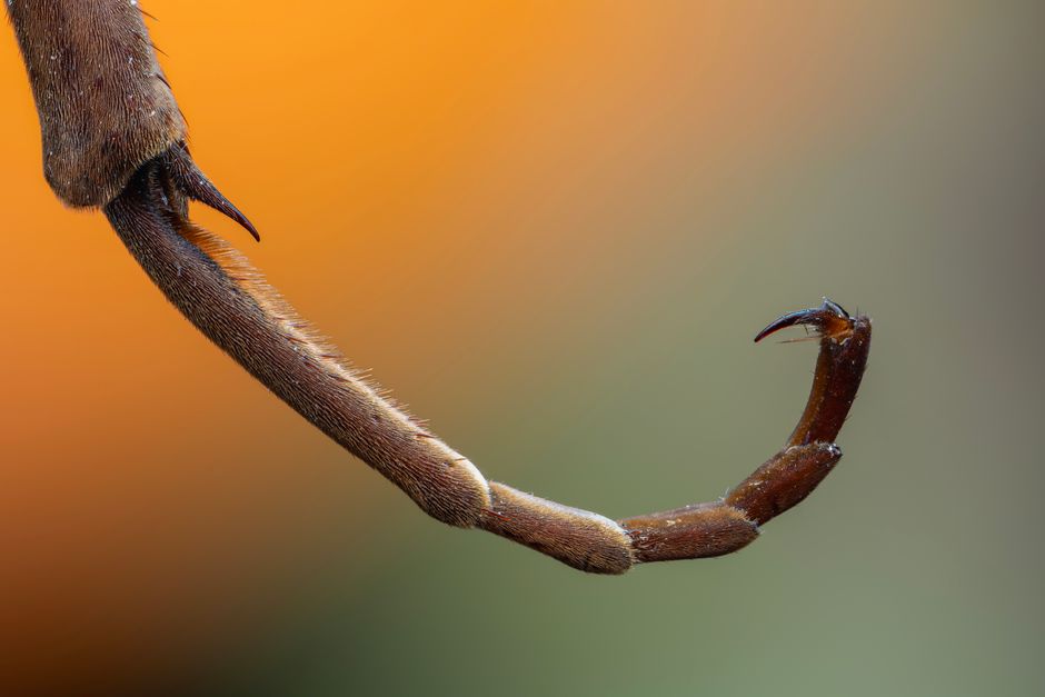 claw — коготь