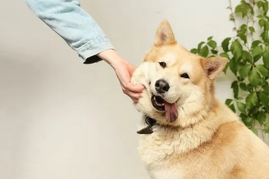 Pooch — Собачка