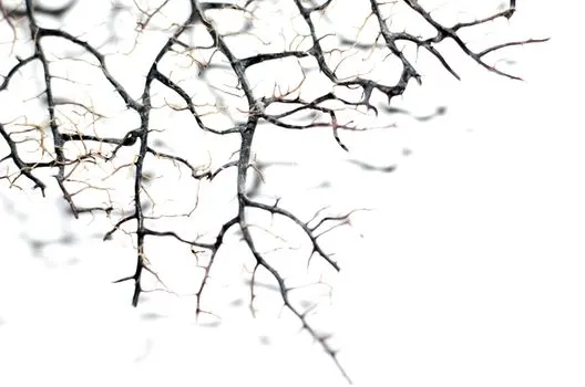 Twigs — Веточки