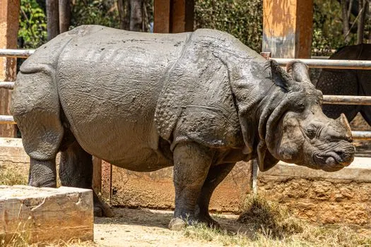 Rhino — Носорог