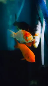 fin — Плавник