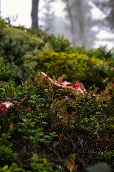 Underbrush — Подлесок