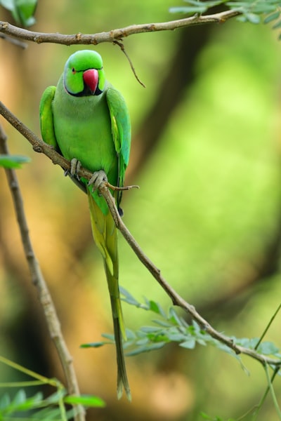 Parrots — попугаи