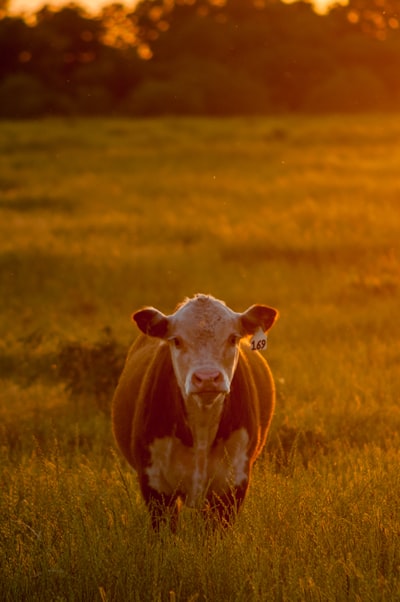 Steer — рулить