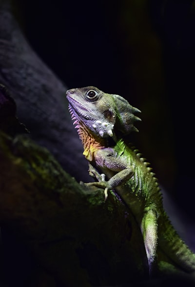 Lizard — ящерица