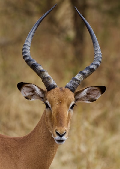 horn — рог