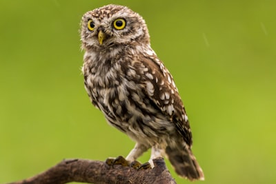 owl — сова