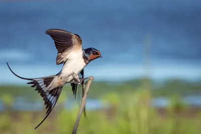Swallows — ласточки