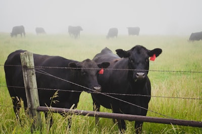 Blooded cattle — породистый скот