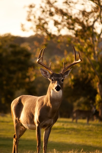 Deer — олень
