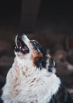 laje — лает