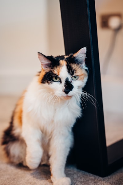 prowl — рыскать