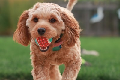 fetch — принести