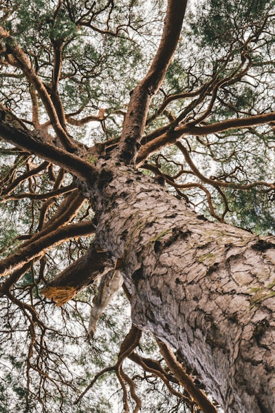 barking up the wrong tree — идти по ложному следу