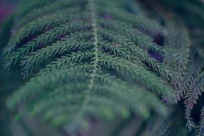 threadbare — потёртый до дыр