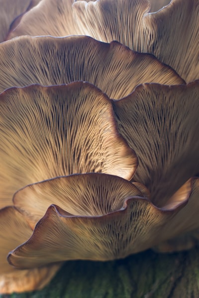 fungus — гриб
