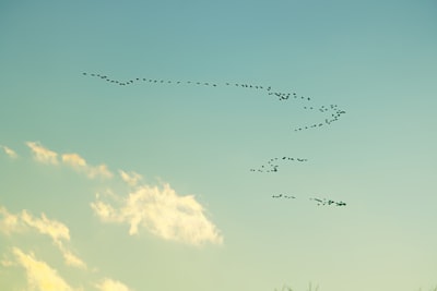 transitory — преходящий
