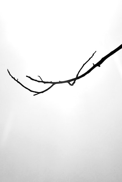Twig — веточка