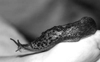 Hermaphrodit — гермафродит