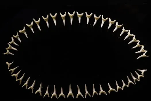 Fang — Клык
