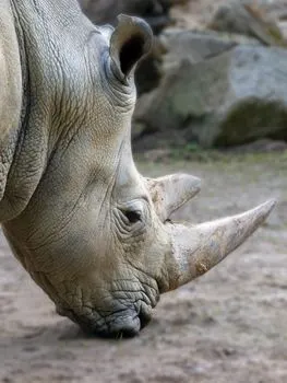 endangered animals — виды