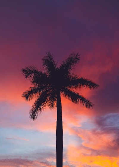 palm tree — пальма
