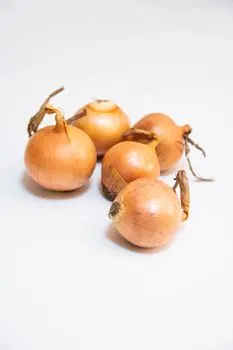 Zwiebel — лук