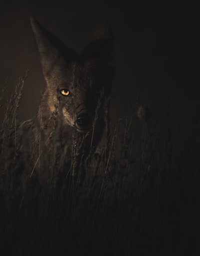 Jackal — шакал