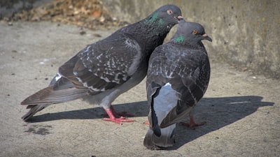Preen — чистить перья