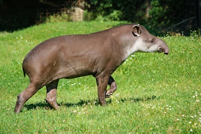 Aardvark — трубкозуб
