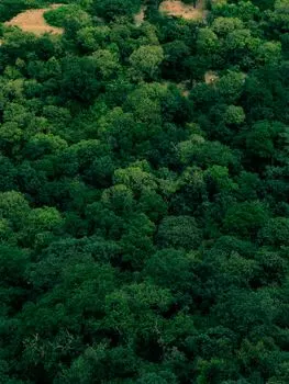 woodland — Лесной массив