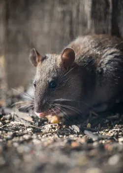 vermin — вредители